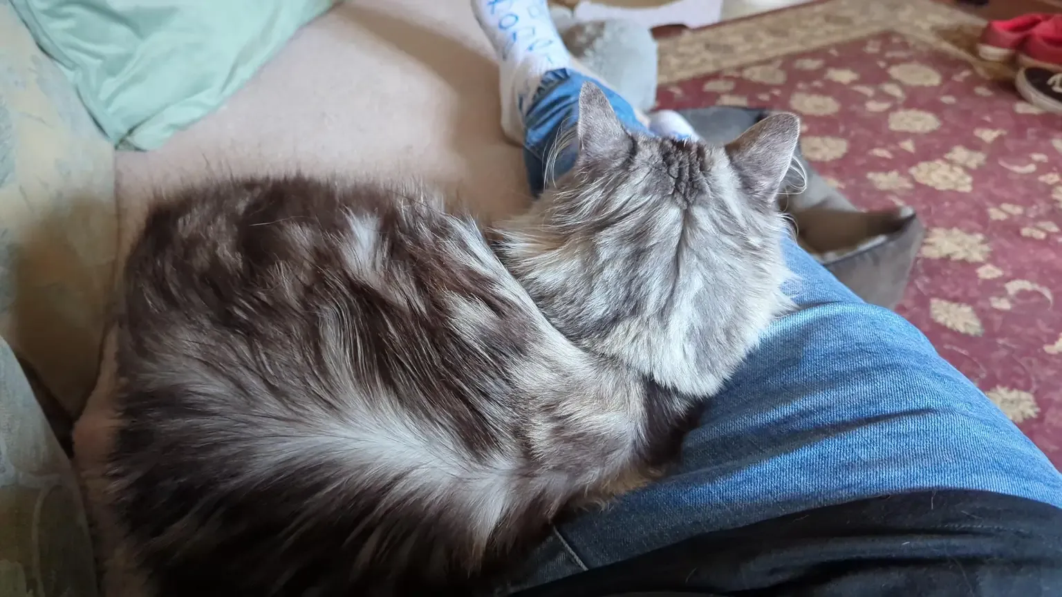 Fluffy tabby cat curled up asleep on a lap