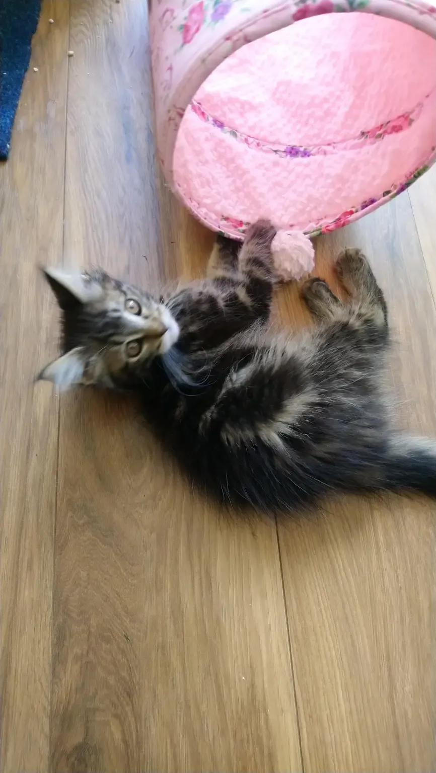 Tabby kitten playing with a pink cat tunnel