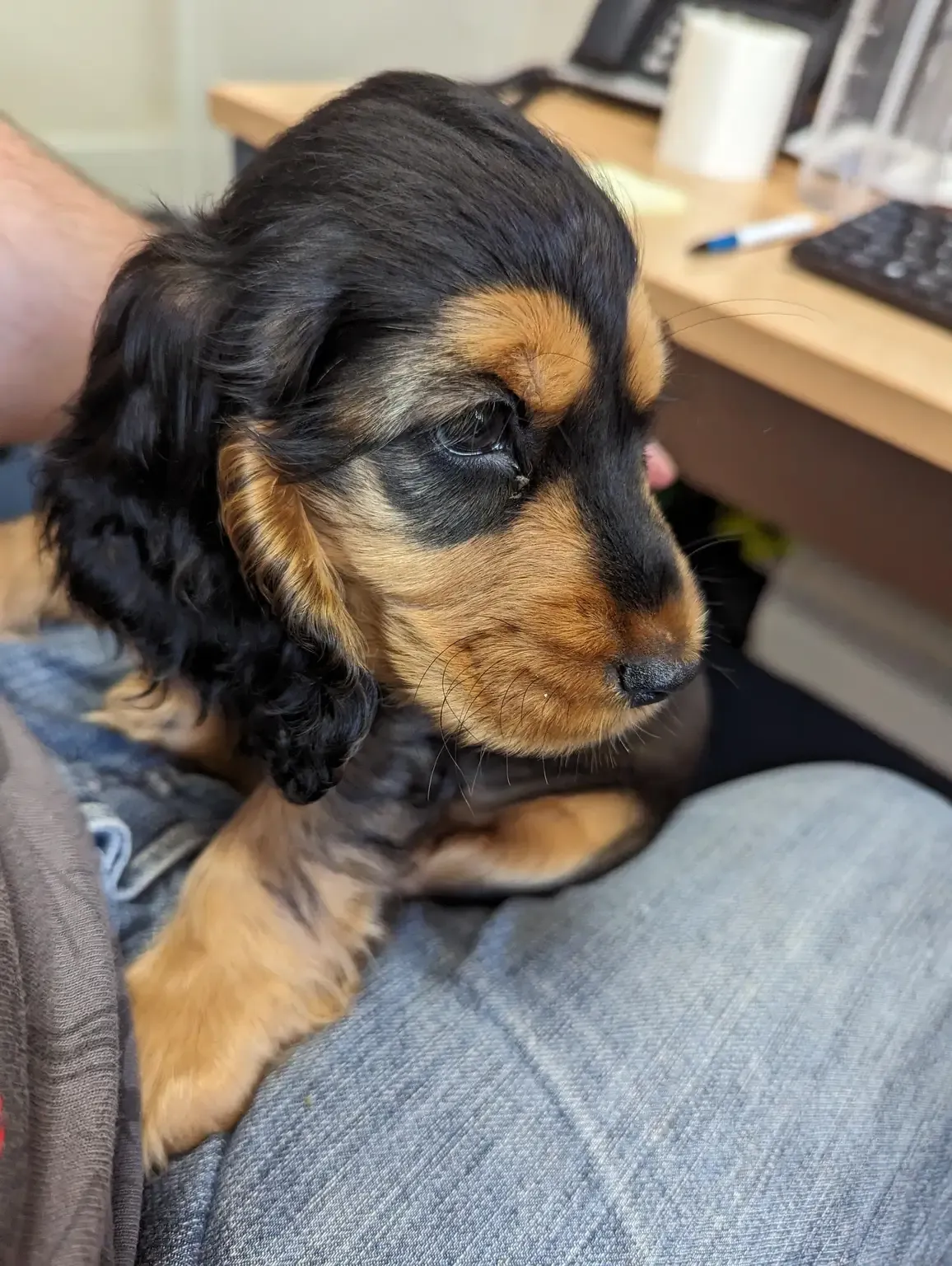 Black and tan cocker spaniel puppy on a lap