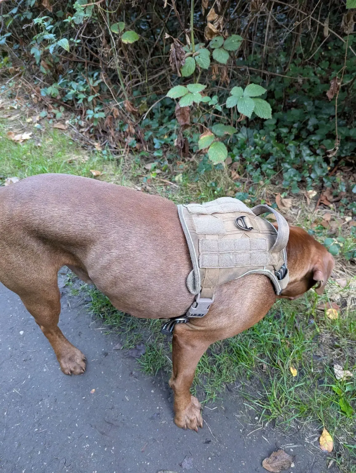 Muscular brown dog in a harness sniffing the verge
