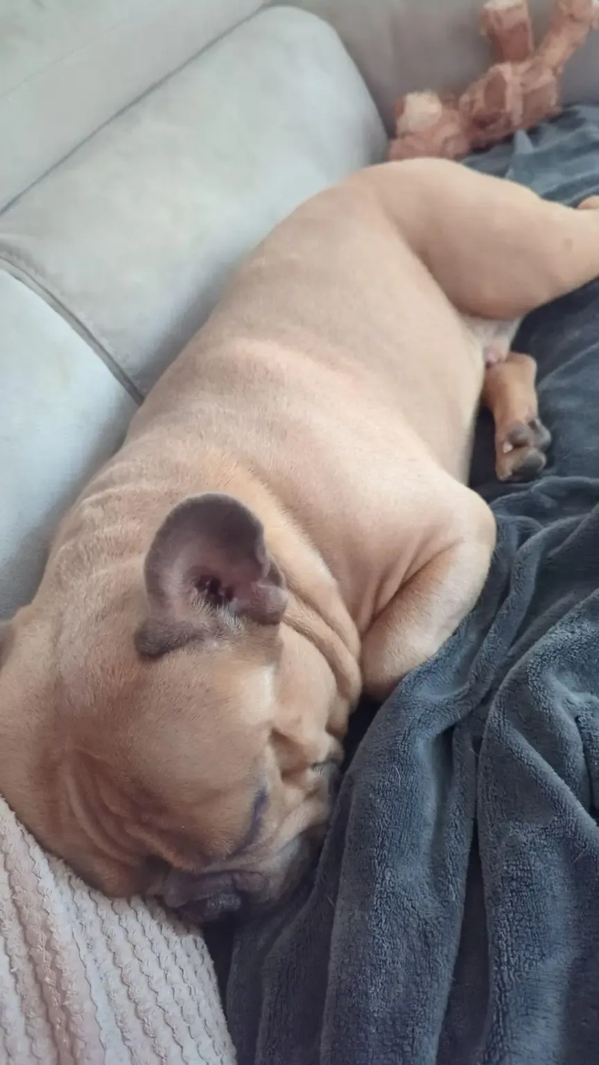 Fawn French bulldog asleep on a sofa