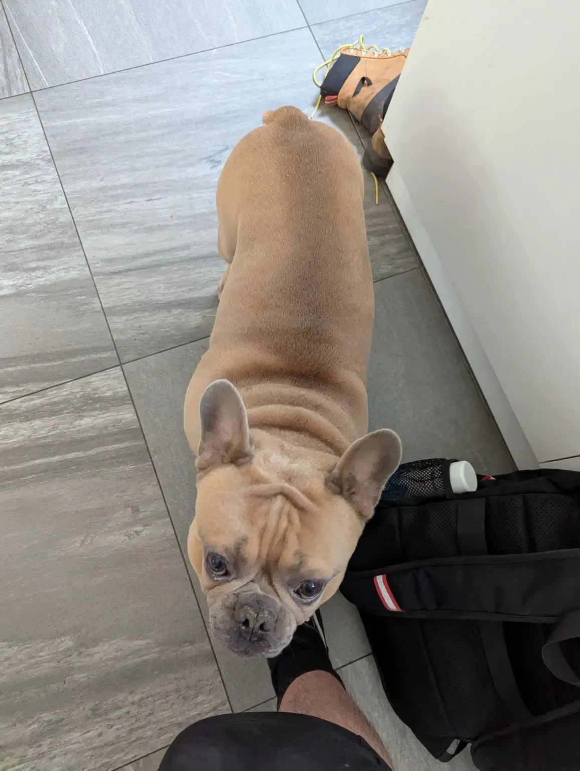 Fawn French bulldog standing on a tiled floor, looking up