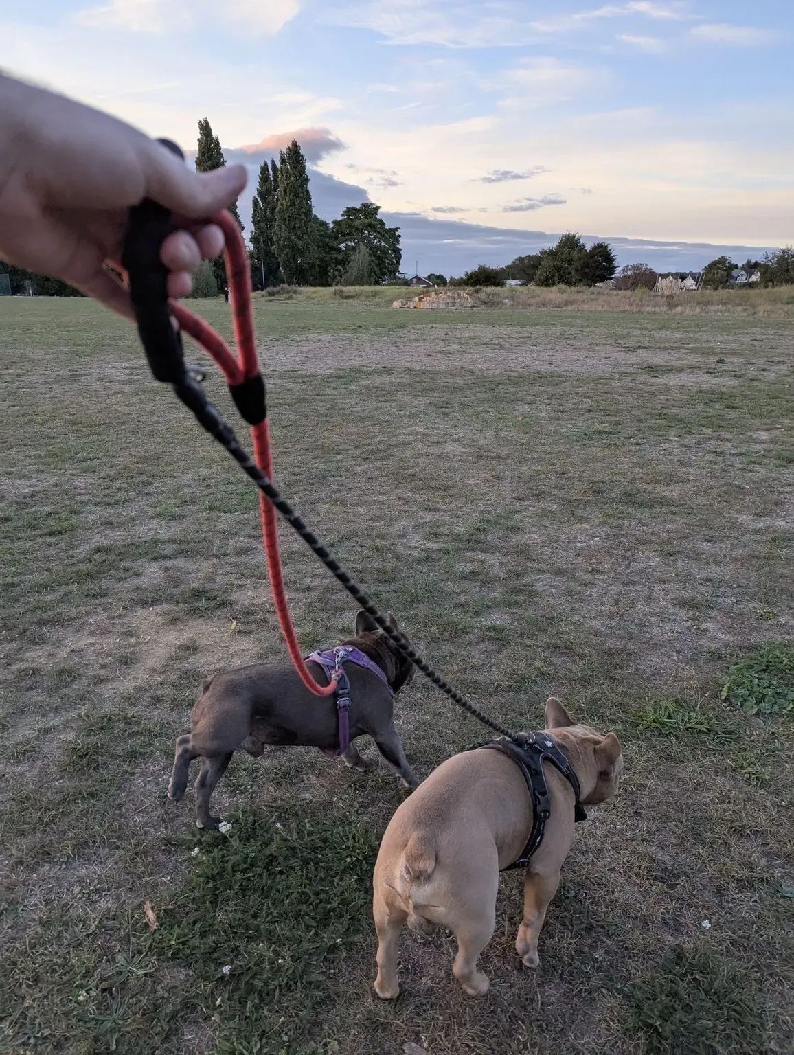 Two French bulldogs on leads on a field at sunset