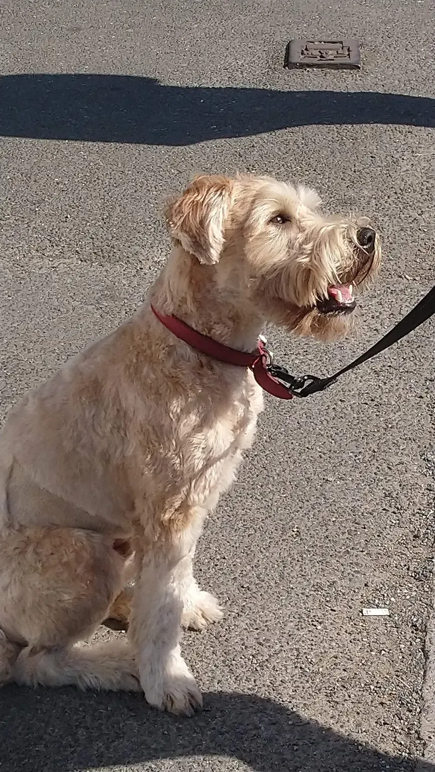 Scruffy wheaten terrier sitting on the pavement, looking up