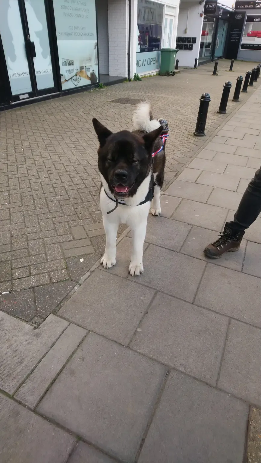 Akita on a lead, standing on a shopping street
