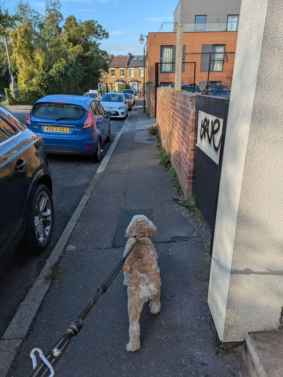 Fluffy dog on a lead trotting ahead down a residential pavement