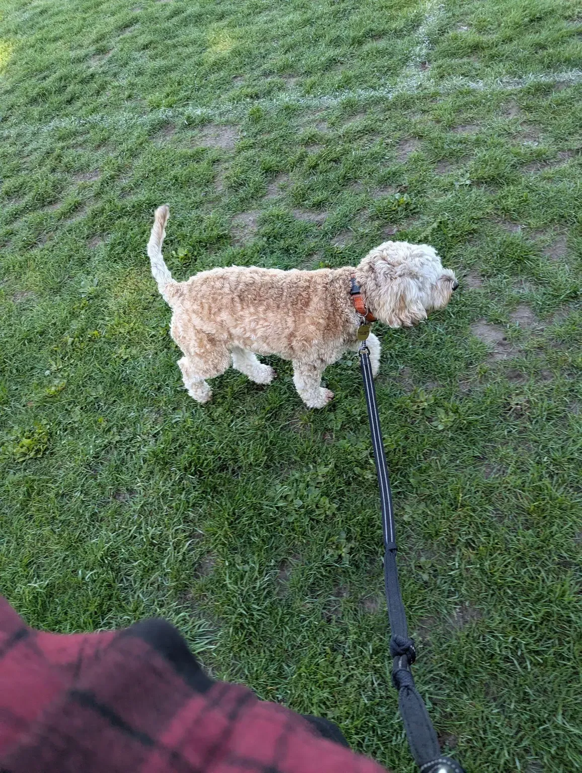 Fluffy cream dog on a lead on the grass
