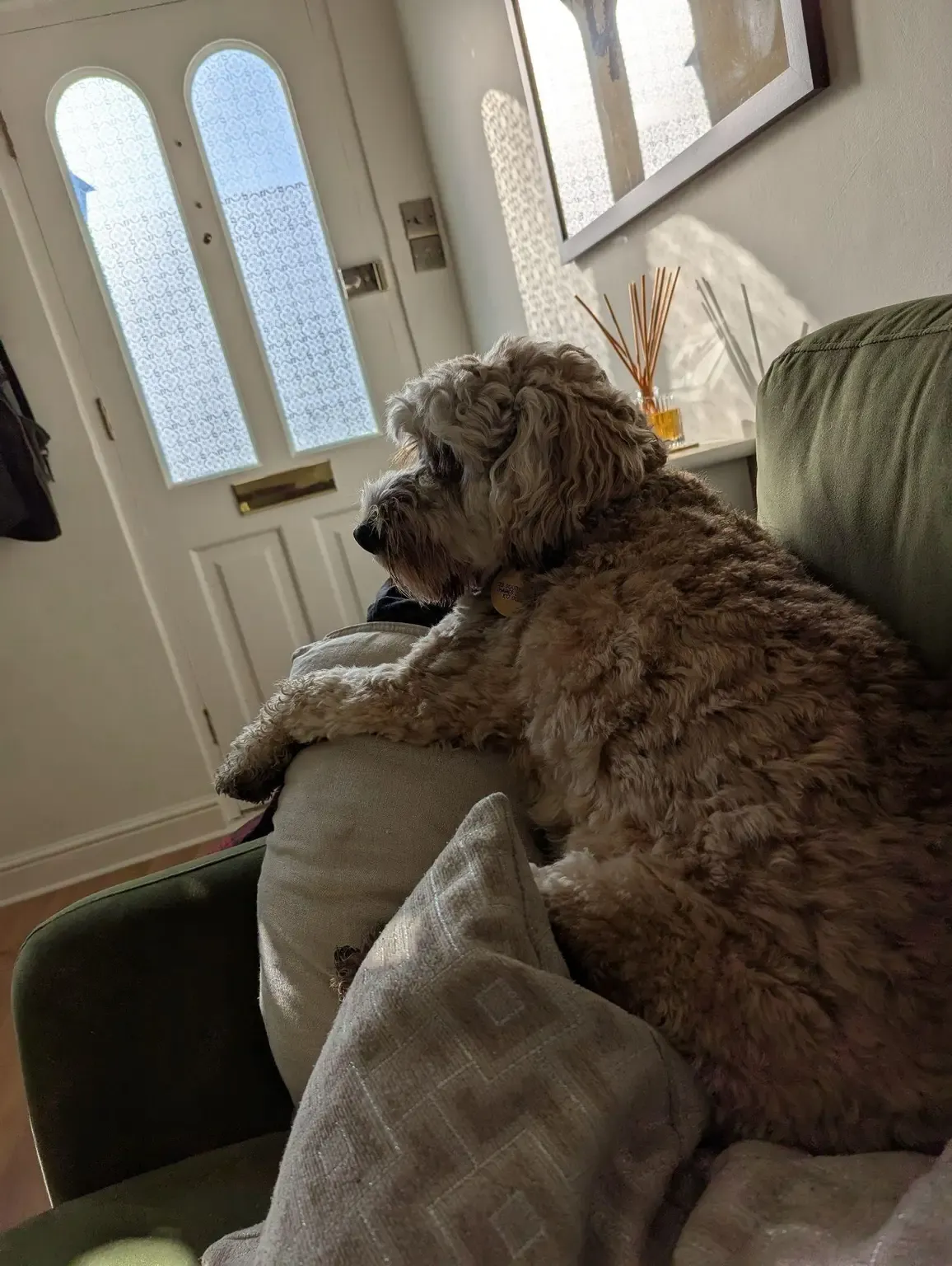 Curly cockapoo on a sofa, watching the front door