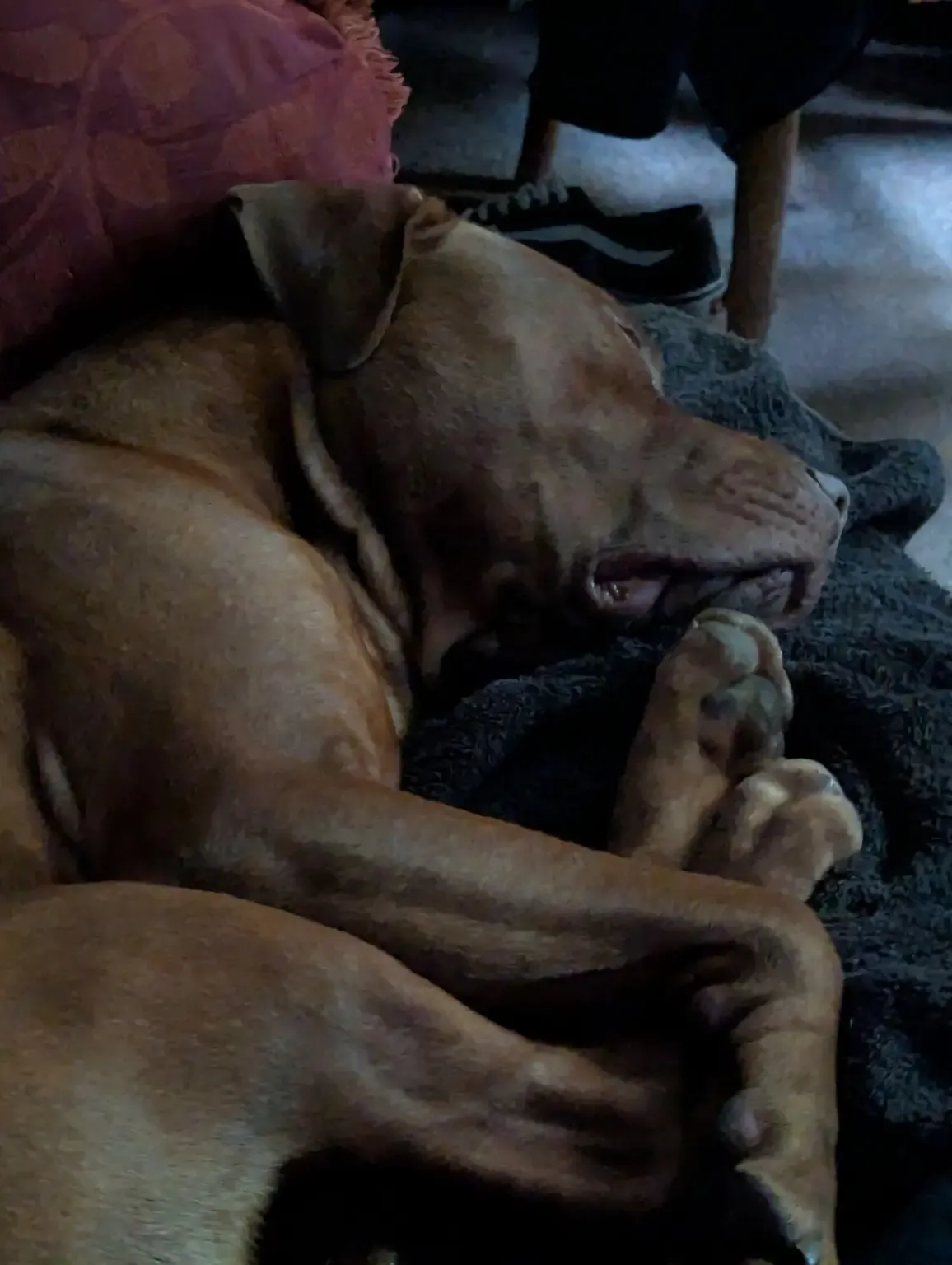 Big brown dog fast asleep on a blanket