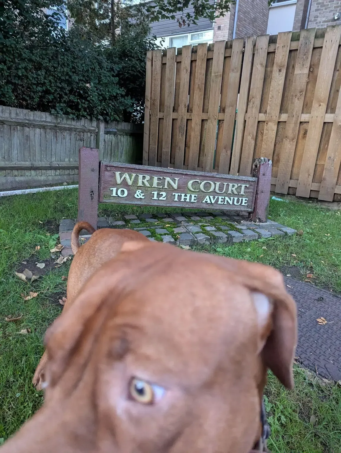 Red-brown hound's face up close on the grass