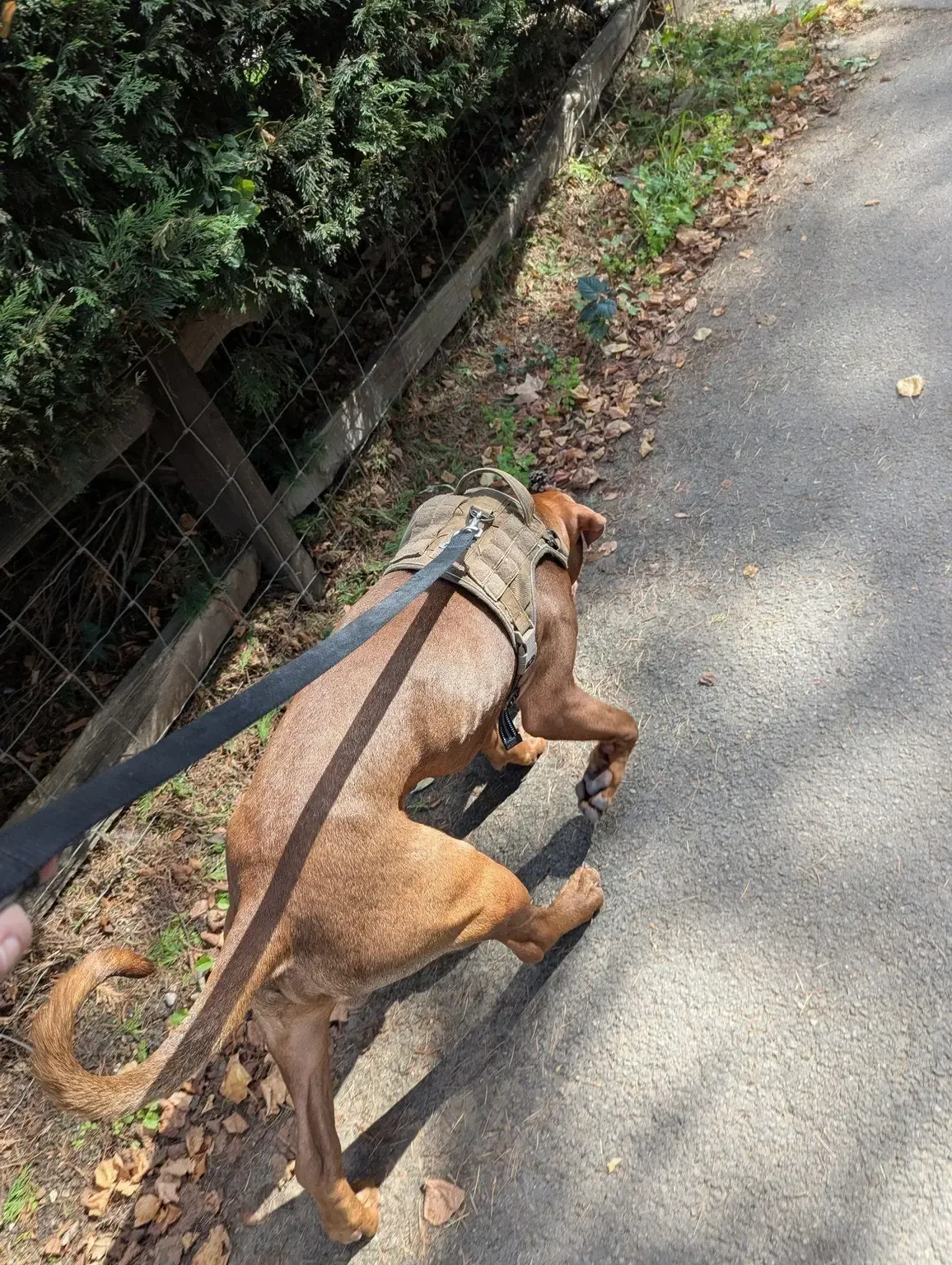 Brown dog in a harness walking along a leafy path